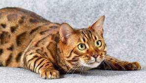 Bengálská kočka: popis popis